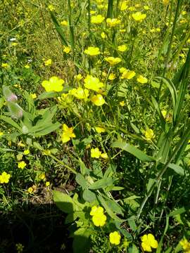 Ranunculus cornutus var. scandicinus (Boiss.) Ziffer-Berger & Leschner的圖片