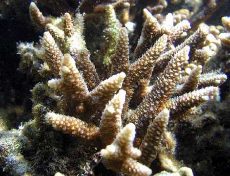 Image of Acropora pulchra (Brook 1891)