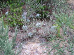 Image of <i>Cotyledon <i>orbiculata</i></i> var. orbiculata