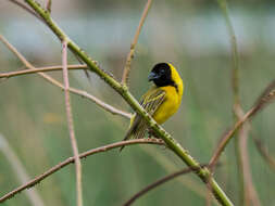 Image of Black-headed Weaver