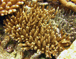 Image of Staghorn coral