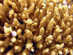 Image of Staghorn coral