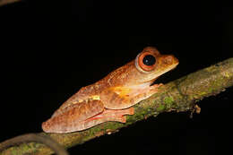 Rhacophorus pardalis Günther 1858 resmi