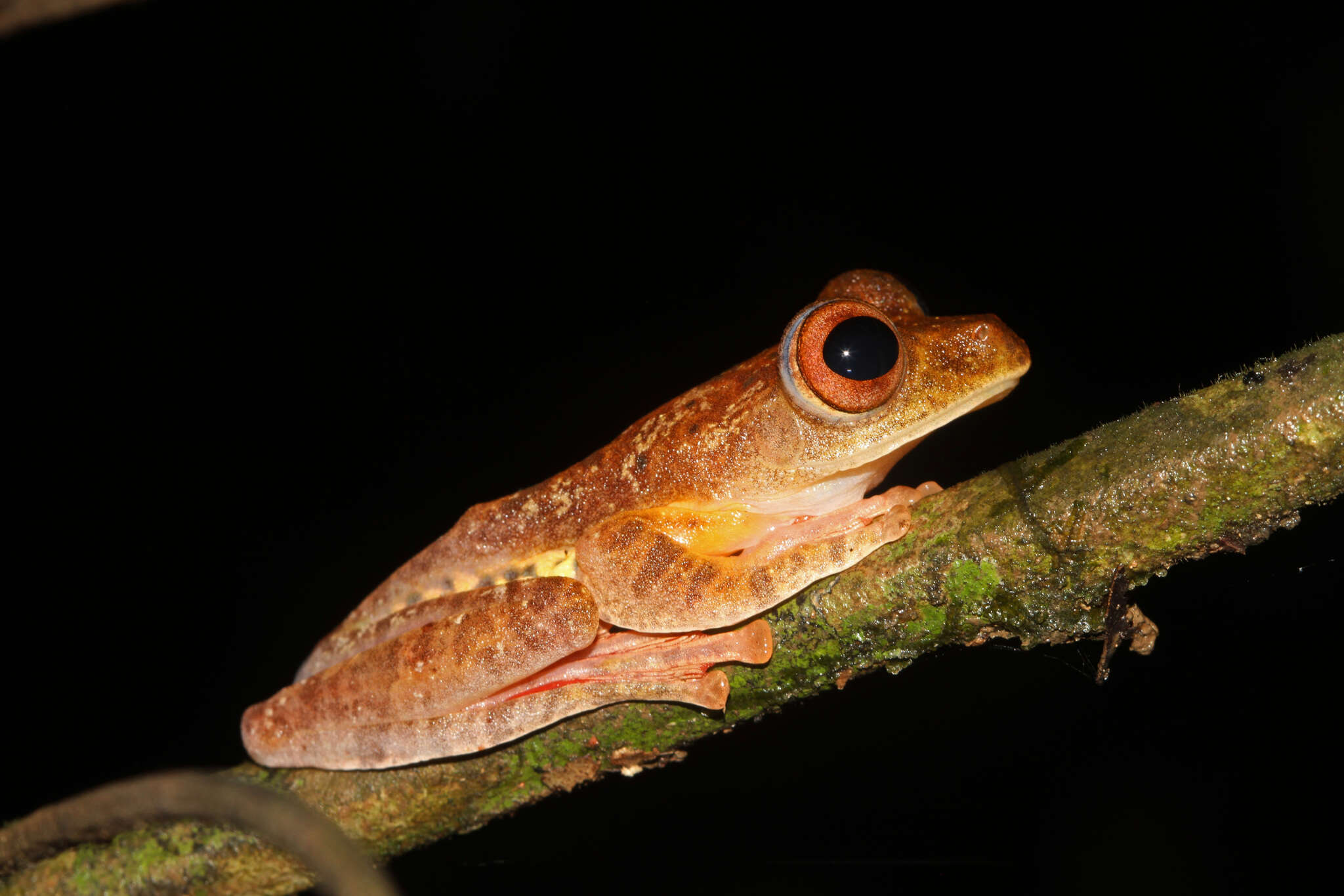 Imagem de Rhacophorus pardalis Günther 1858