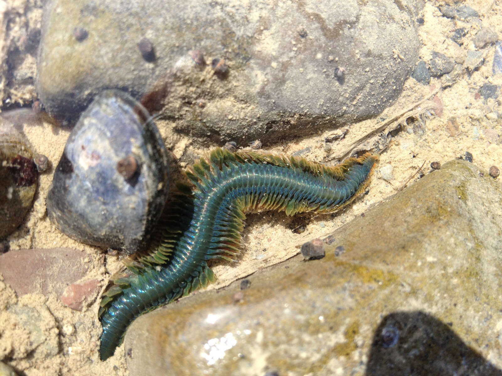 Image of Clam Worm