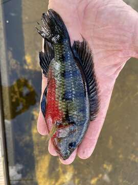 Image of Banded jewel cichlid