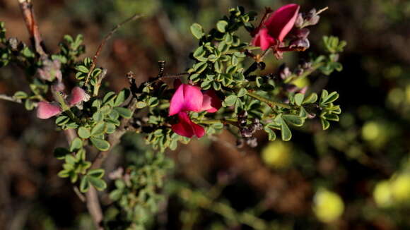 Image of Indigofera nigromontana Eckl. & Zeyh.