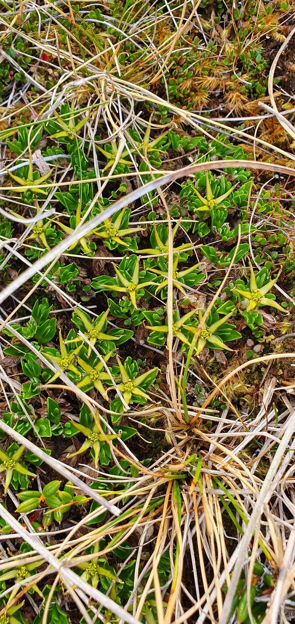 Image of Caltha appendiculata Pers.