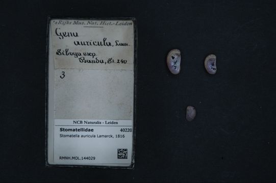 Image of <i>Stomatella auricula</i> Lamarck 1816