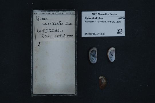 Image of <i>Stomatella auricula</i> Lamarck 1816
