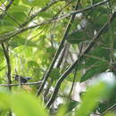Image of Whistling Warbler