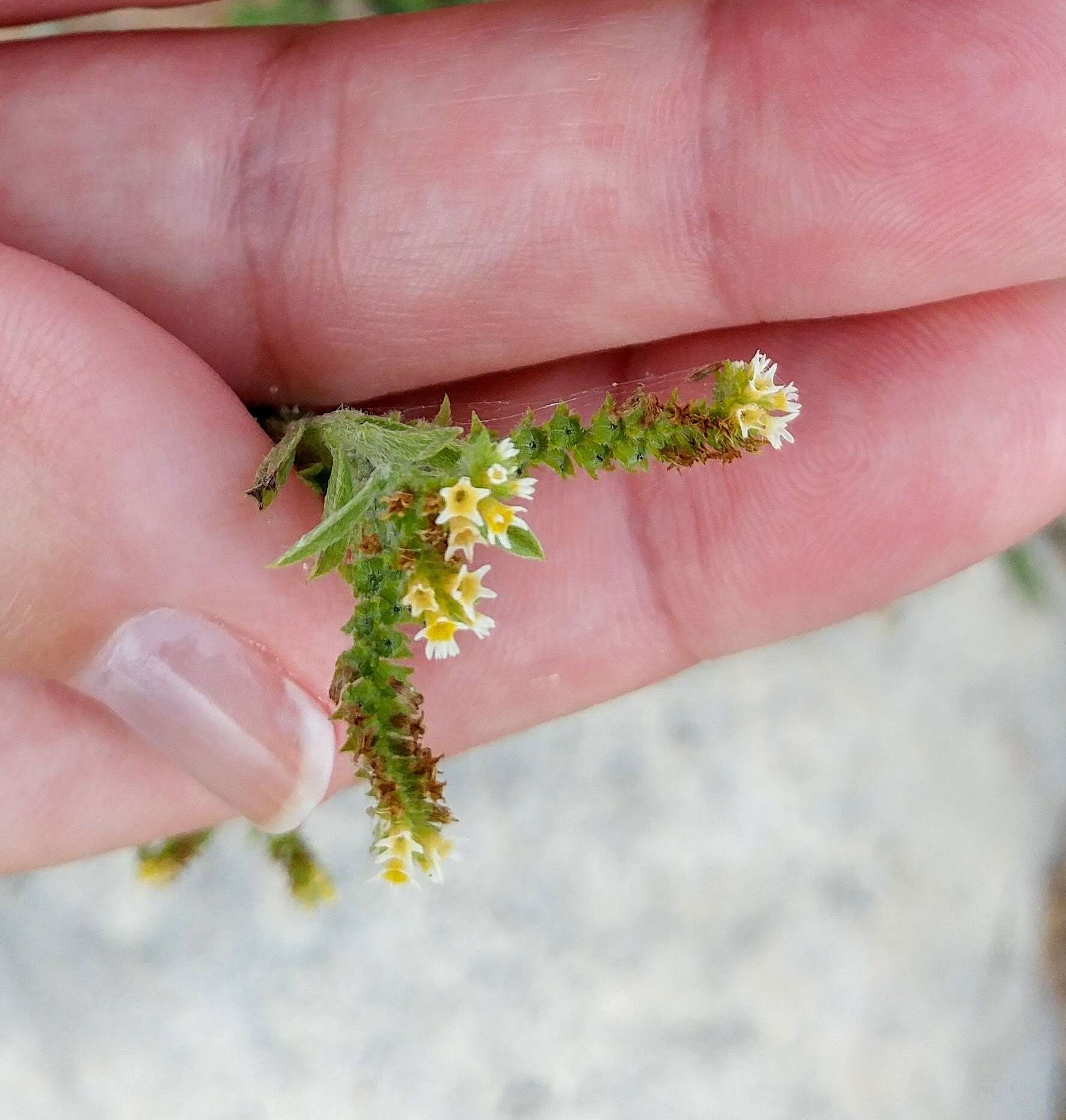 صورة Euploca procumbens (Mill.) Diane & Hilger