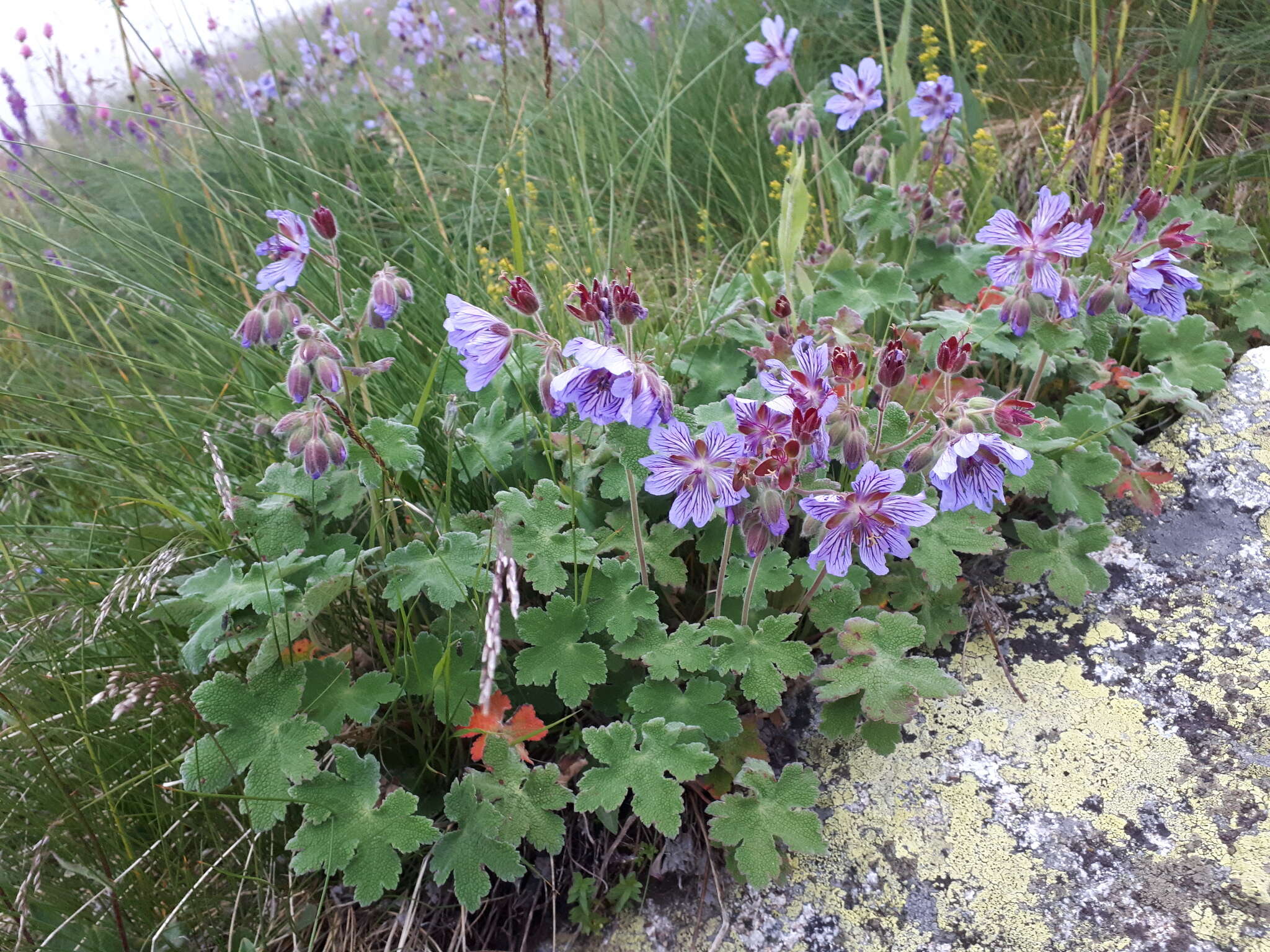 Image of cranesbill