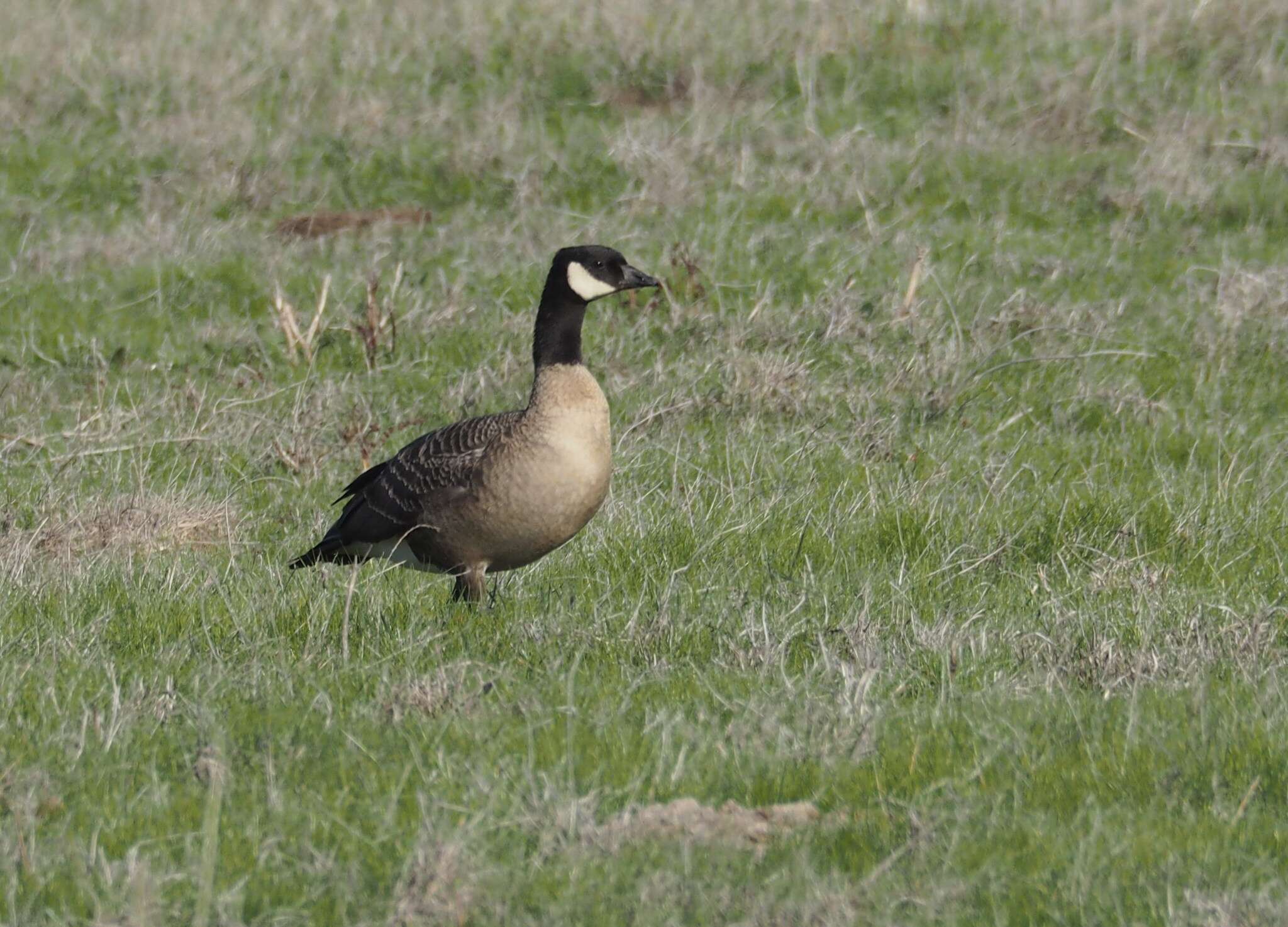 Plancia ëd Branta hutchinsii (Richardson 1832)