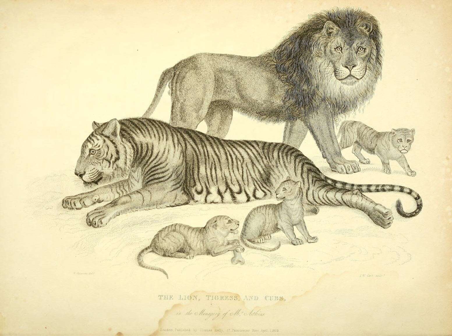 Image of Panthera leo × Panthera tigris