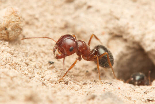 Image of Melophorus bruneus McAreavey 1949