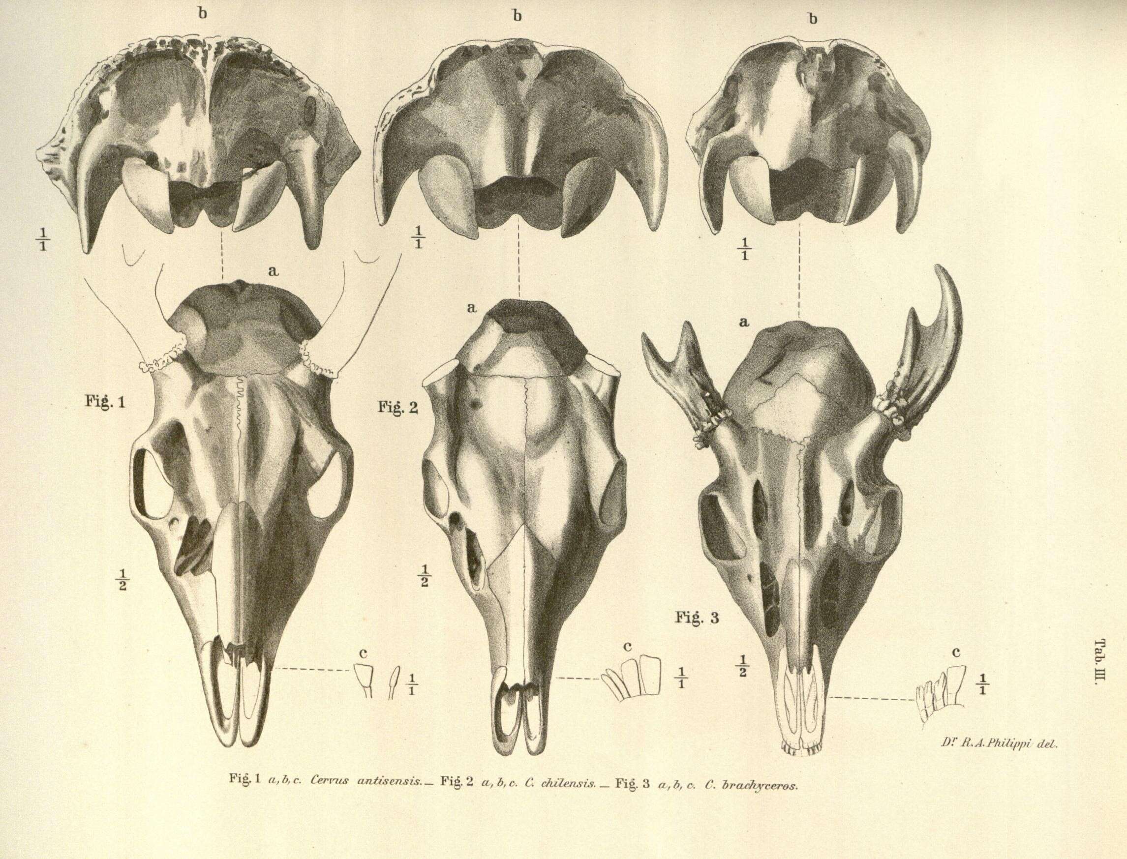 Слика од Hippocamelus antisensis (d'Orbigny 1834)