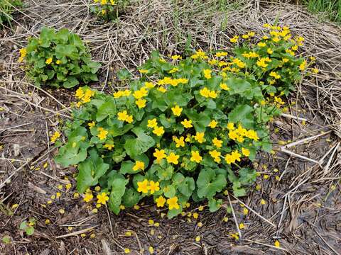 Image of yellow marsh marigold