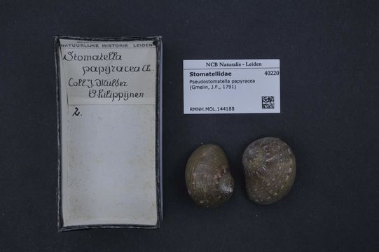 Image of <i>Pseudostomatella papyracea</i> (Gmelin 1791)