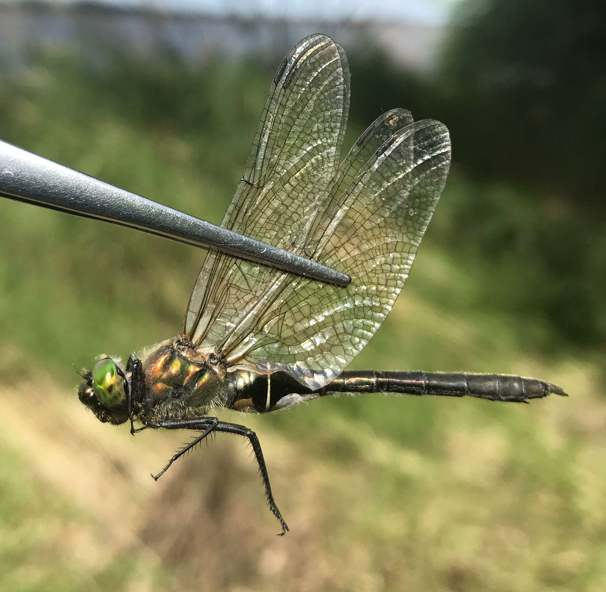 Image of Downy Emerald