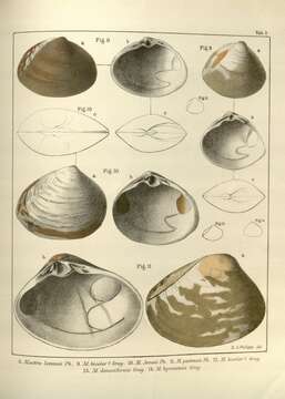 Image de Mactra Linnaeus 1767