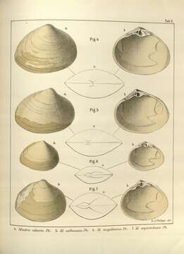 Image de Mactra Linnaeus 1767