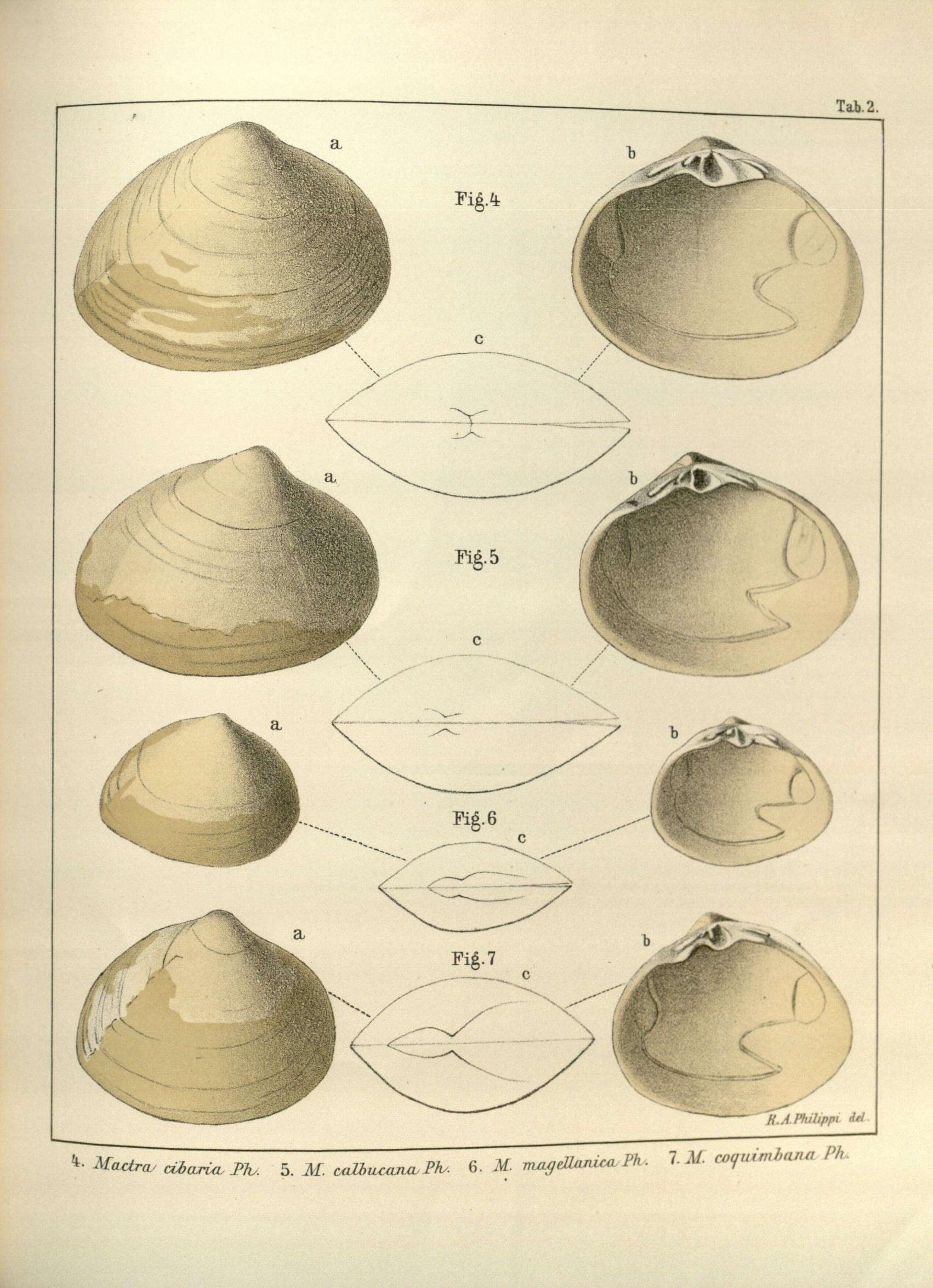 Image de Mactra Linnaeus 1767
