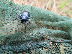 Image of Cobalt Milkweed Beetle