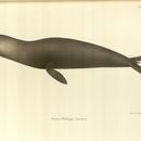 Image of Juan Fern·ndez fur seal