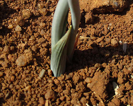 Imagem de Albuca kirkii (Baker) Brenan