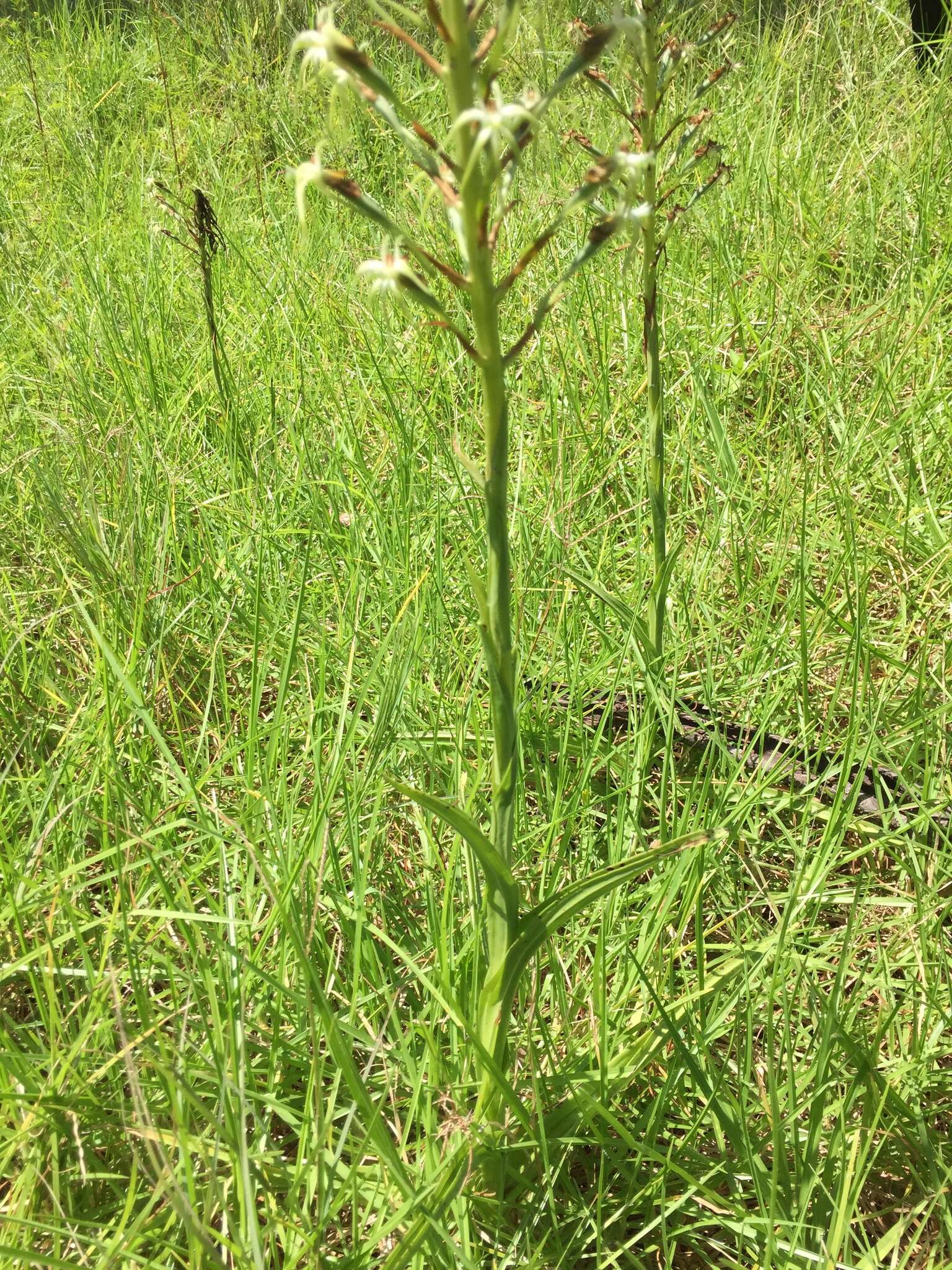 Habenaria nyikana Rchb. fil. resmi