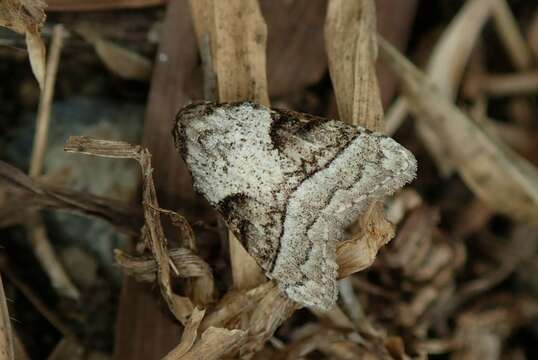 Imagem de Meganola triangulalis (Leech)