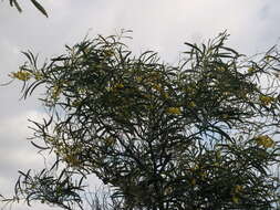 Image of orange wattle