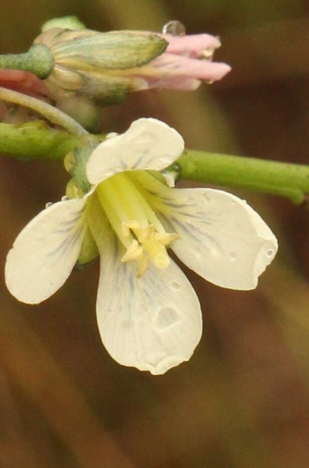 Слика од Heliophila elongata (Thunb.) DC.