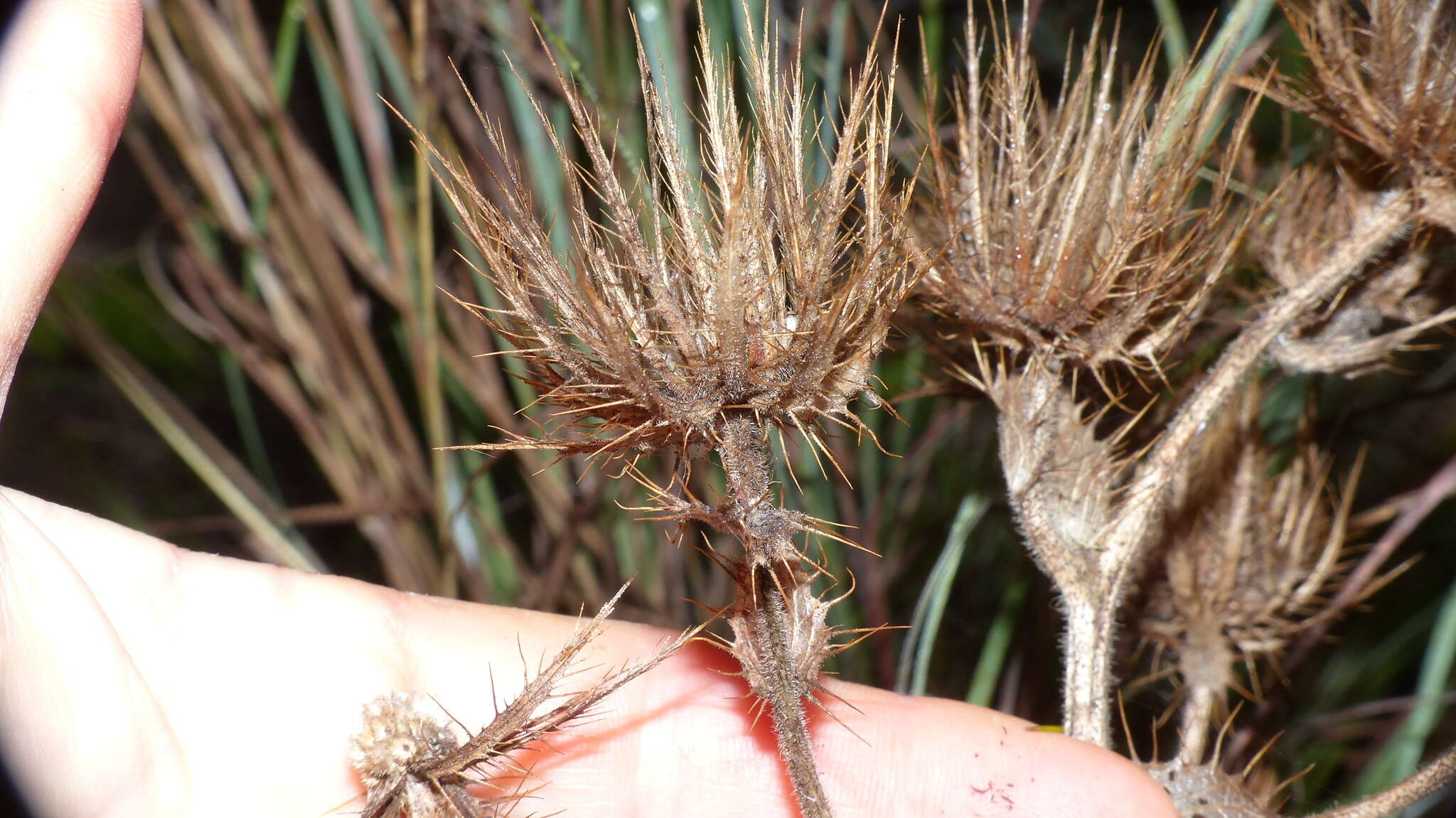 Image of Berkheya carlinoides (Vahl) Willd.