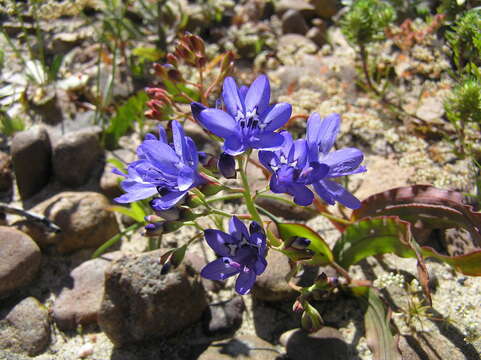 Image of Codonorhiza elandsmontana Goldblatt & J. C. Manning