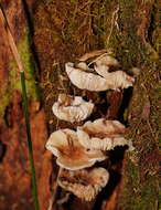 Image of Collybia eucalyptorum Cleland 1931