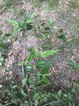 Image of peach-leaved poison bush