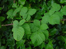 Image of Rubus pruinosus Arrhenius