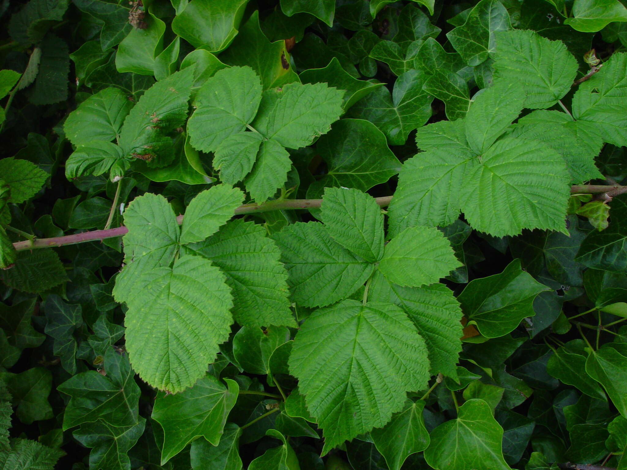 Image of Rubus pruinosus Arrhenius