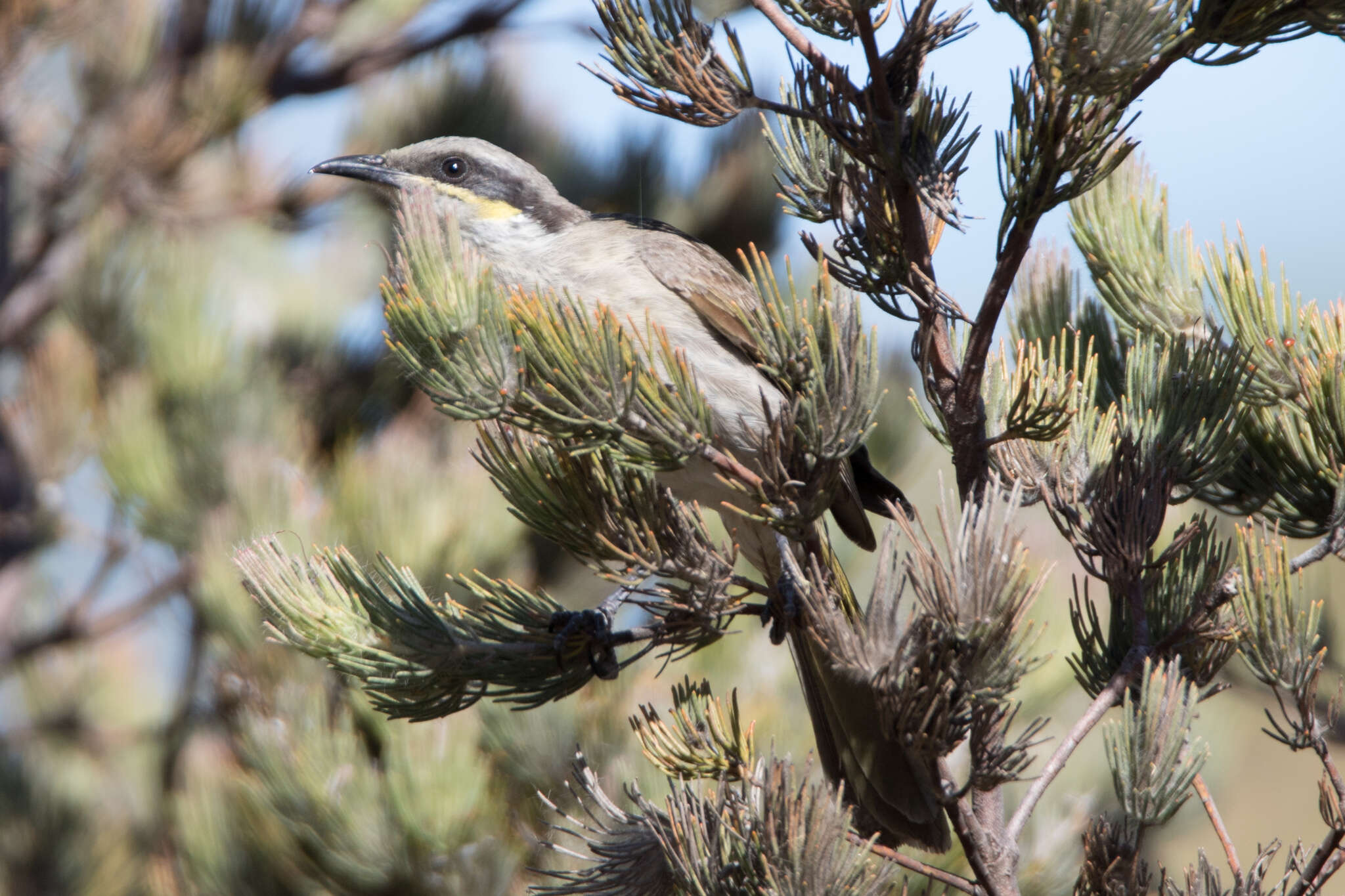 Image of Band-faced Honeyeaters