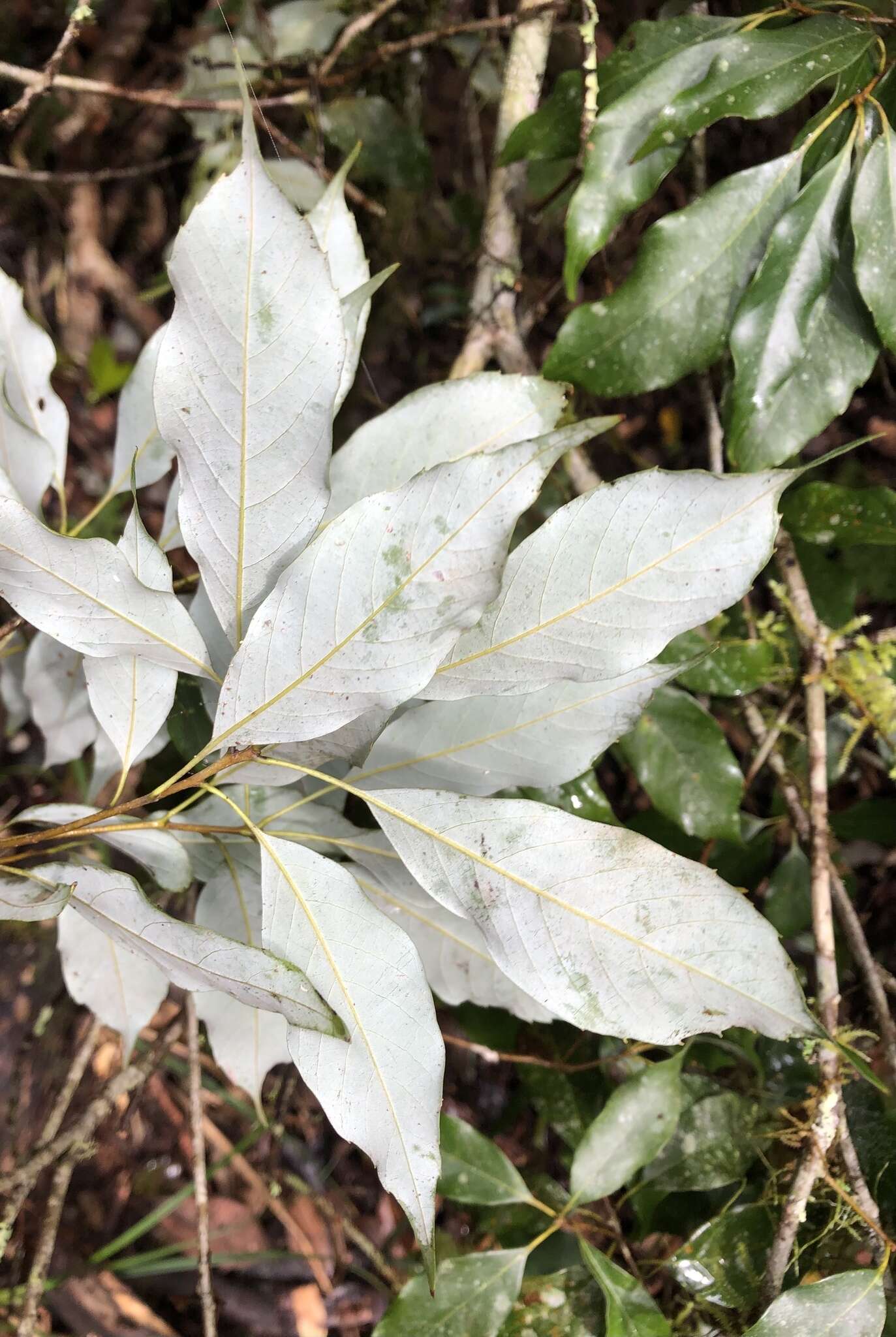 Image of Quercus longinux Hayata