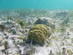 Image of Mustard Hill Coral