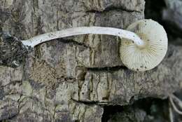 Image of Cystolepiota fumosifolia (Murrill) Vellinga 2006