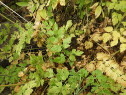 Image of Pimpinella dendroselinum Webb & Berth.