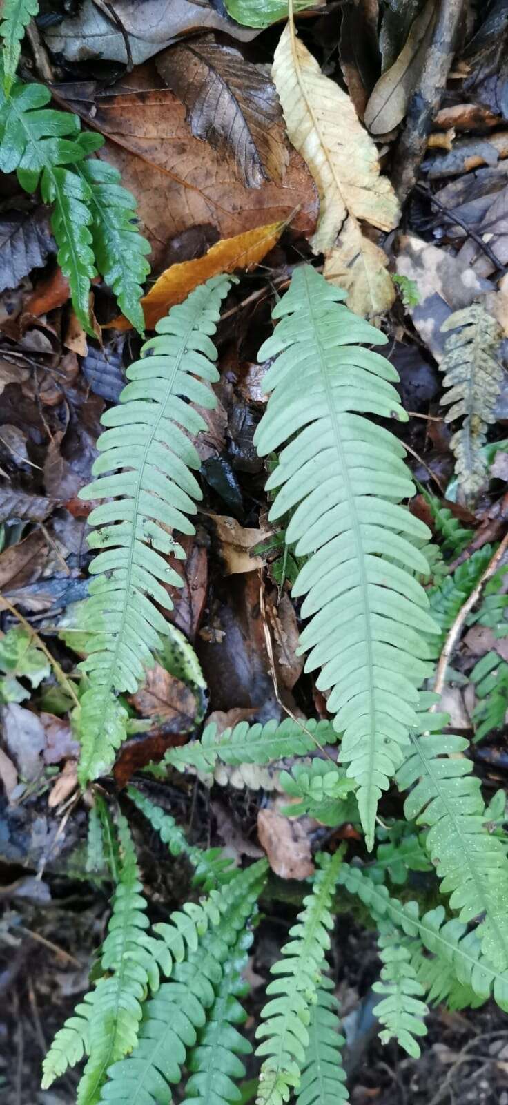 Sivun Austroblechnum lechleri subsp. lechleri kuva