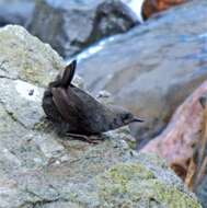 Image of Magellanic Tapaculo