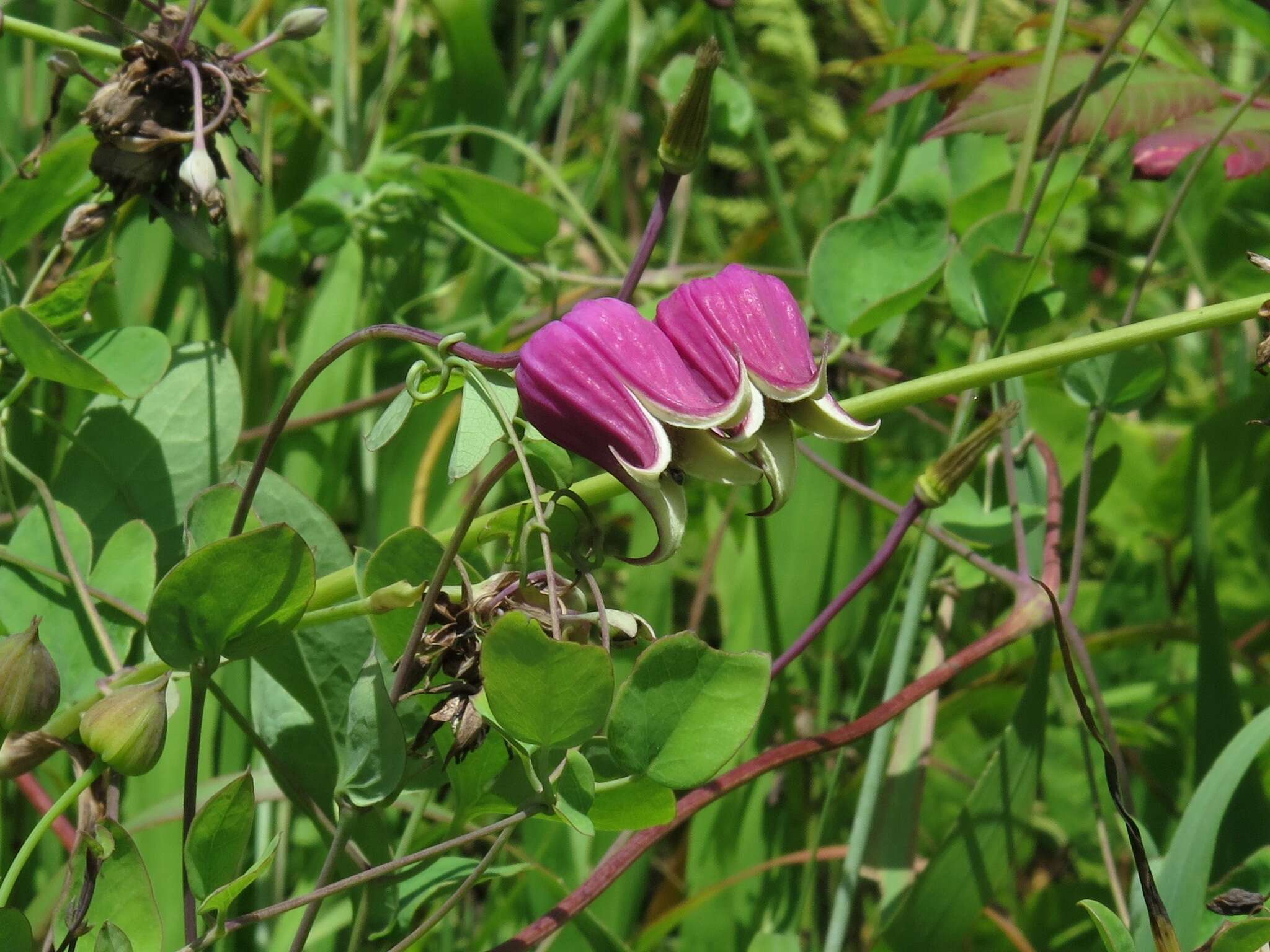 Image of White-Leaf Leather-Flower