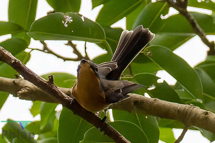 Image of Melanesian Flycatcher