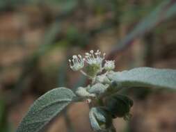 Image of threeseed croton